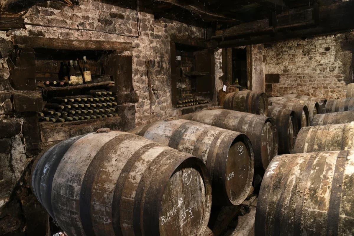 Wine kegs and barrels in a temperature-controlled basement