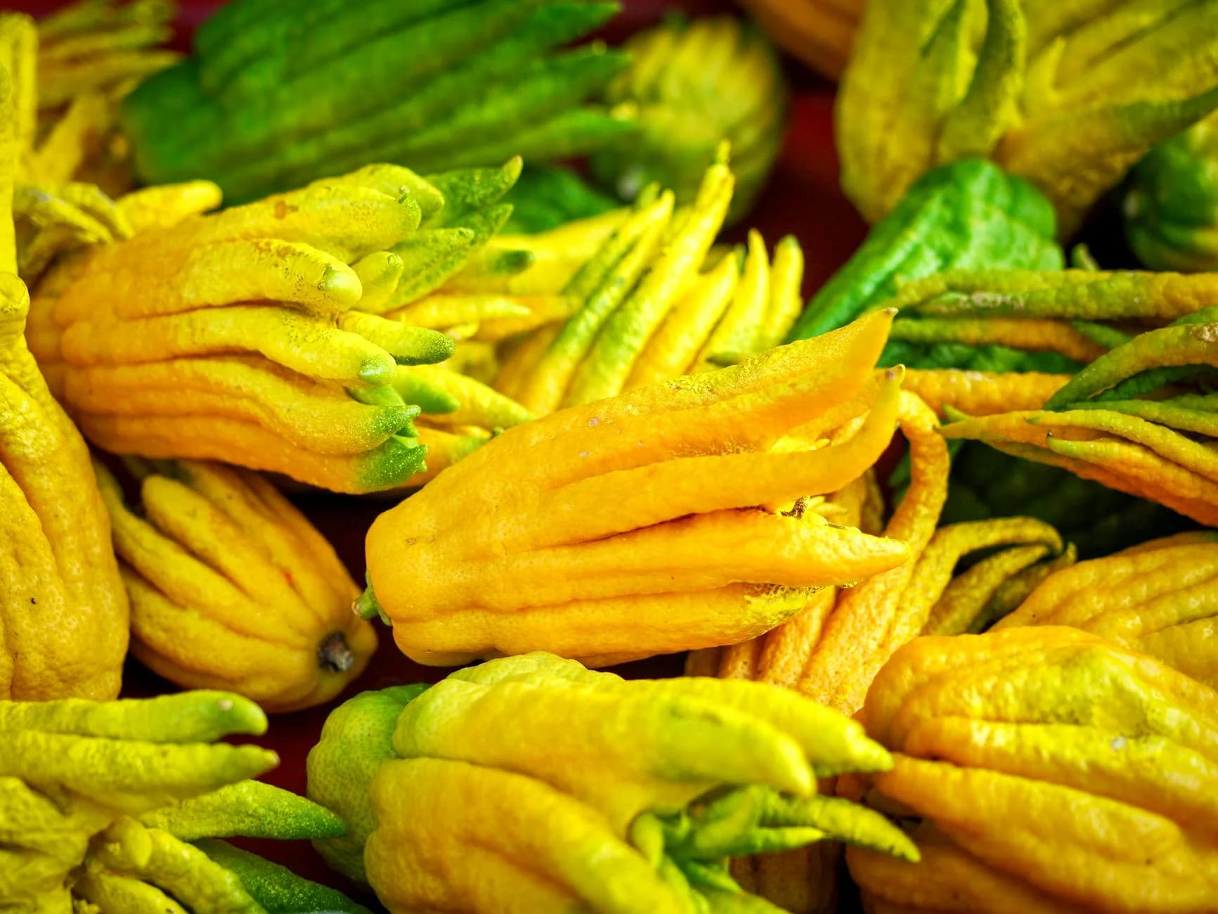 Vivid Yellow And Green Buddha S Hand Cit 3