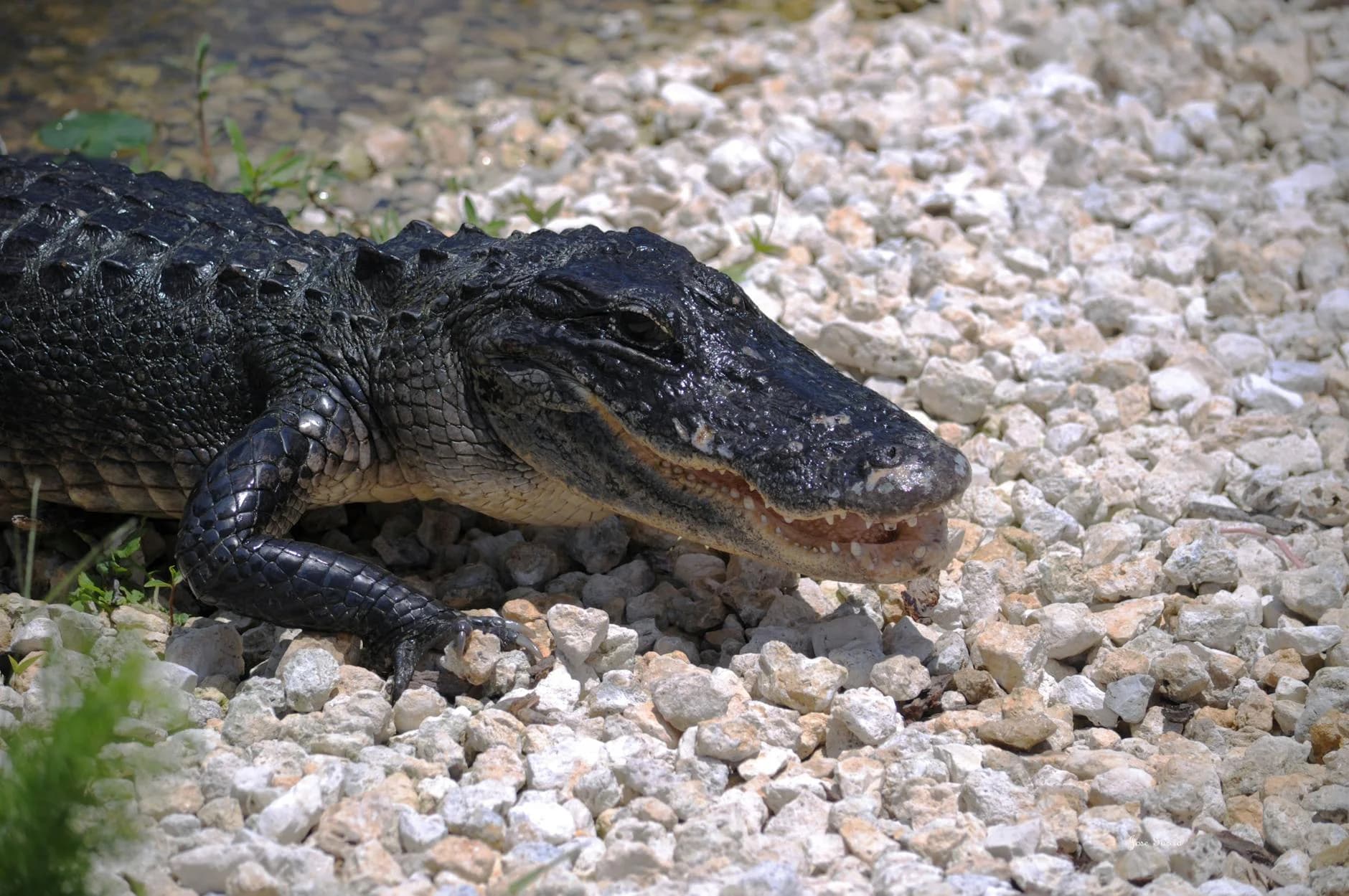 Close Up Of An American Alligator Restin 2