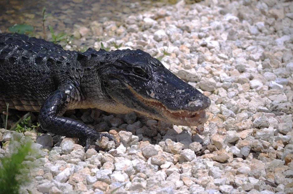 Descripción General de la Guía de Florida City - Puerta de los Everglades