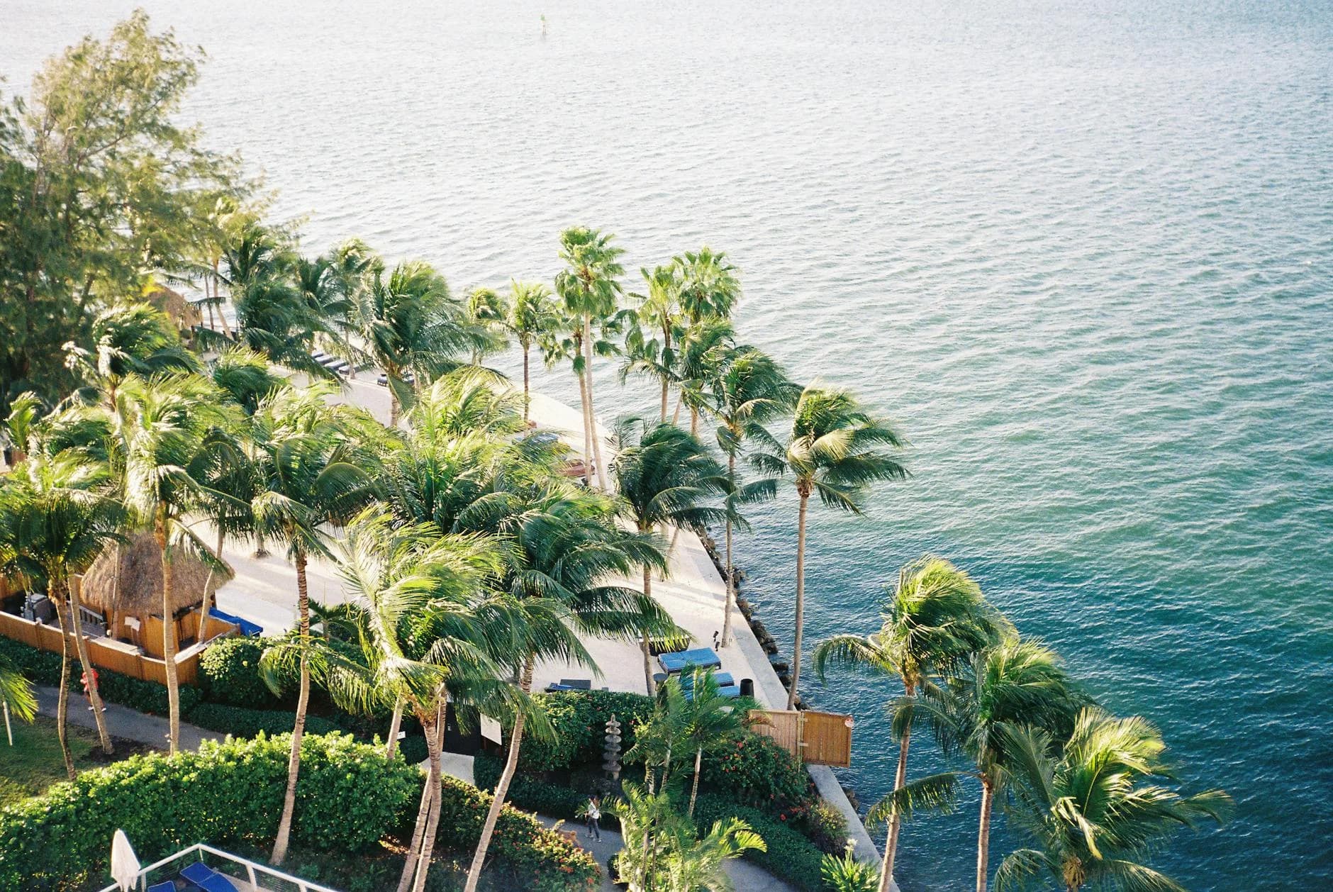 Aerial Shot Of A Palm Tree Lined Pathway 2