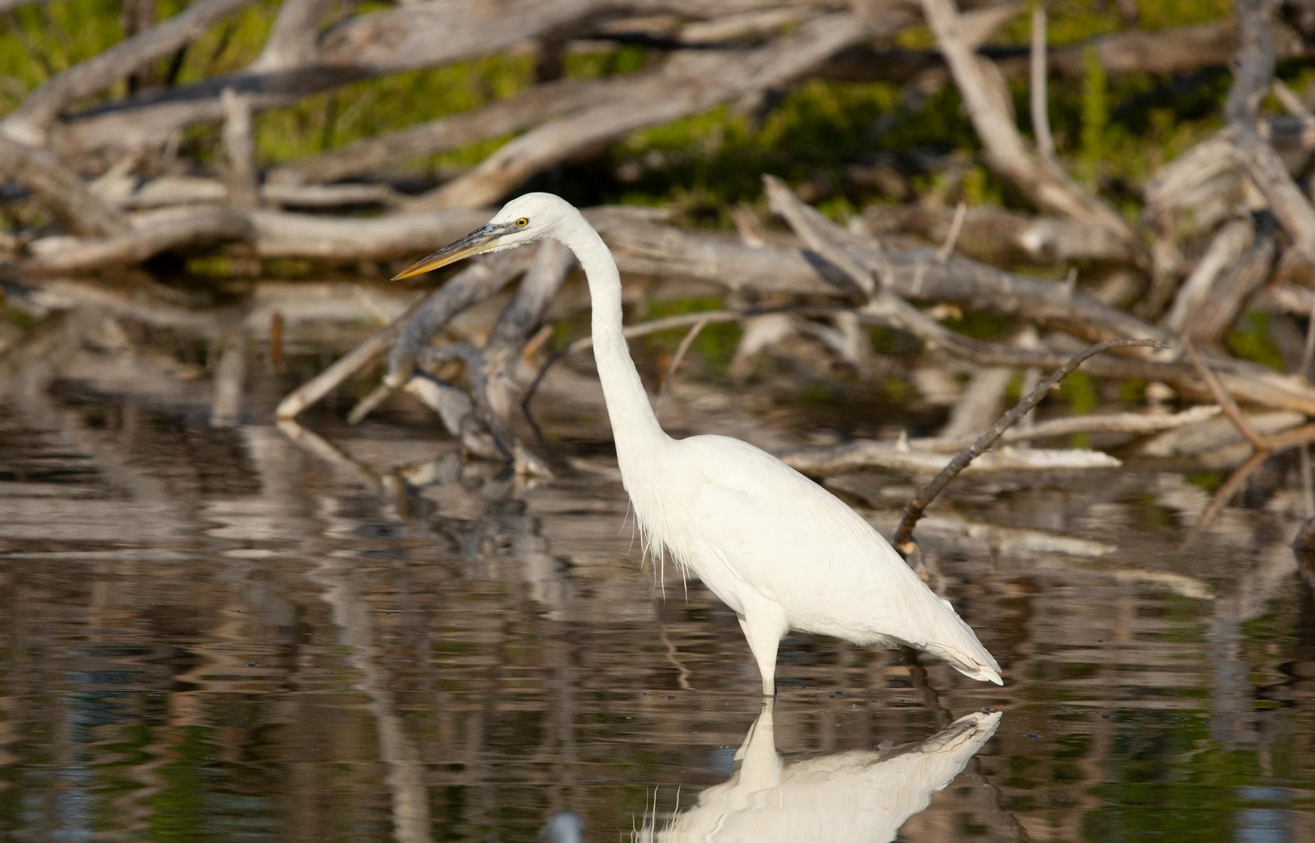 Una gran garza blanca vadando en aguas poco profundas