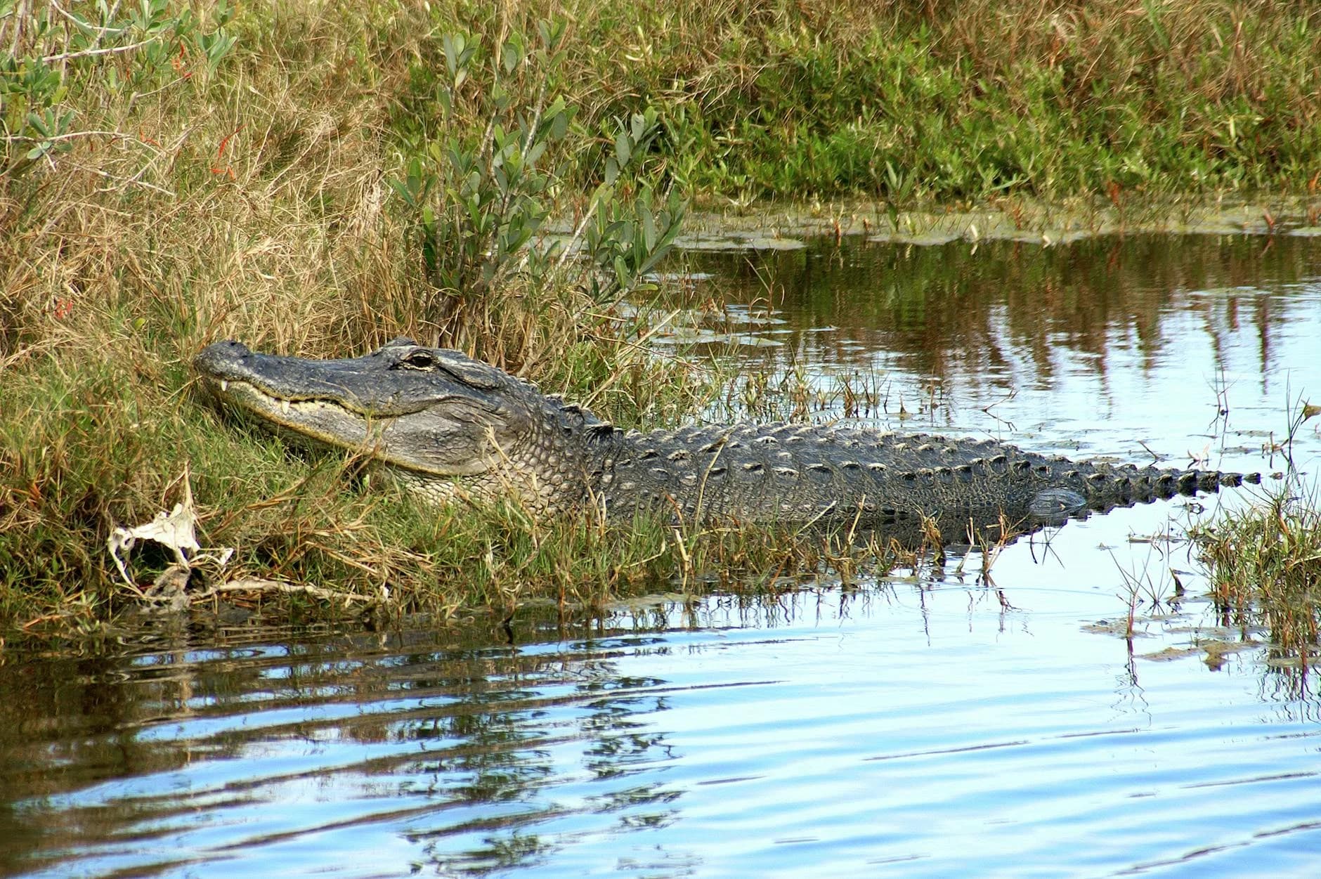 Caimán americano descansando cerca del agua en un entorno natural