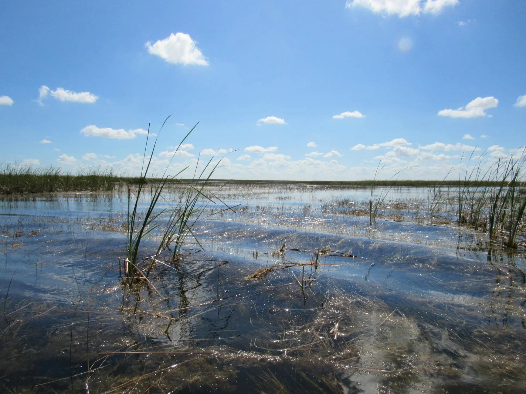 Tranquil View Of The Everglades Wetlands 4