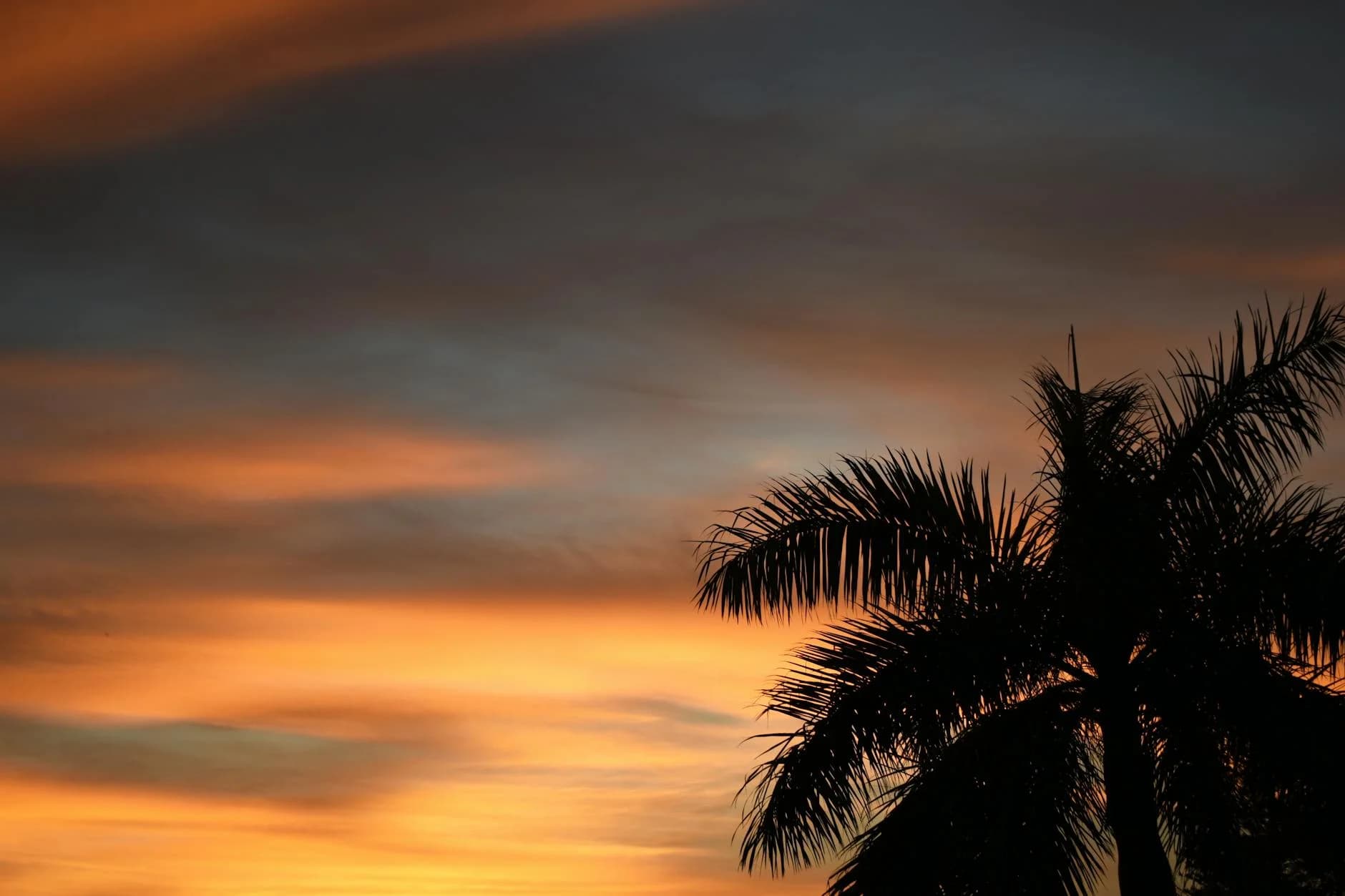 Silueta de una Palmera Contra un Vibrante Cielo