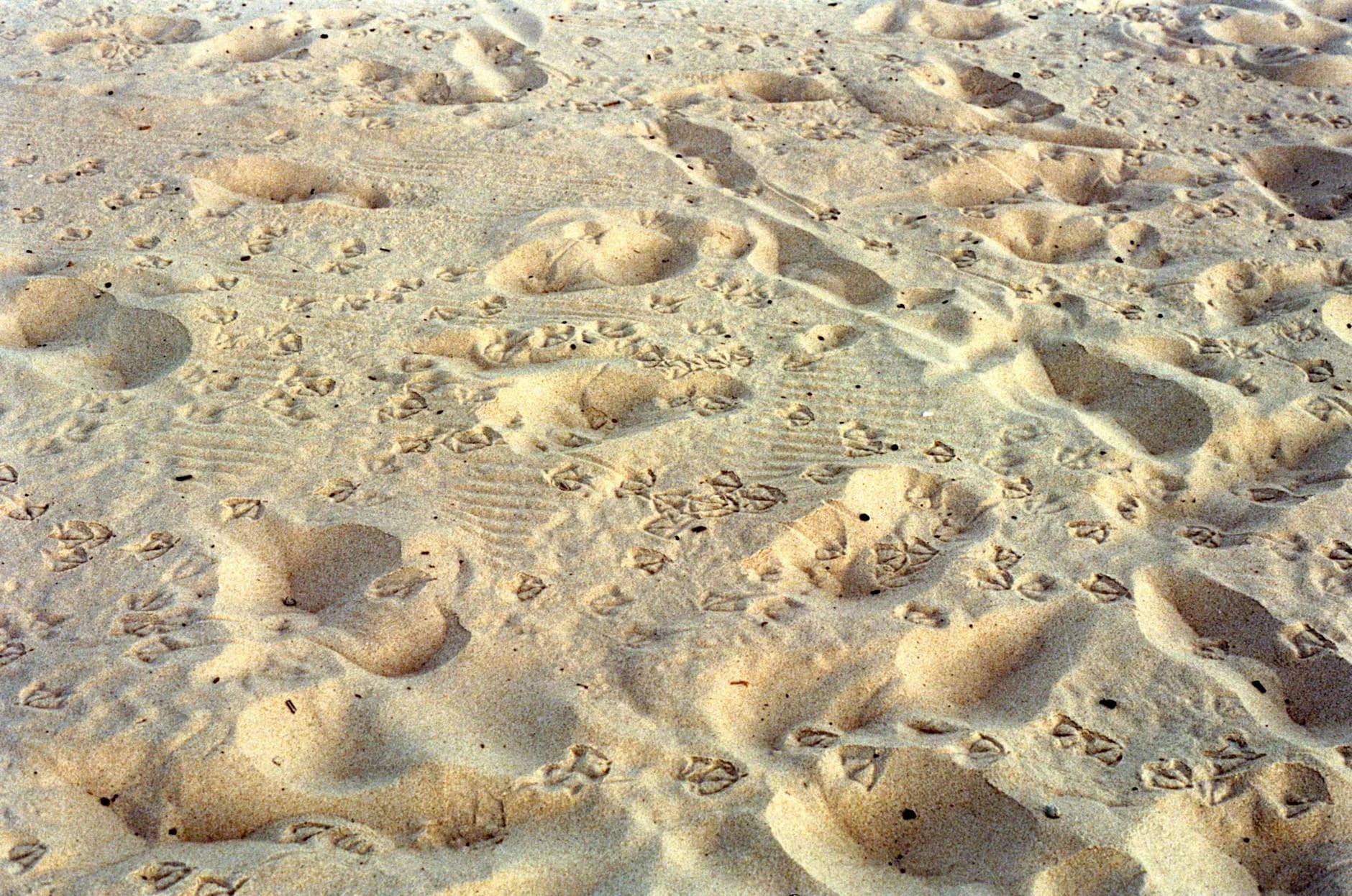 Mudarse a Surfside: Lo Que Necesitas Saber