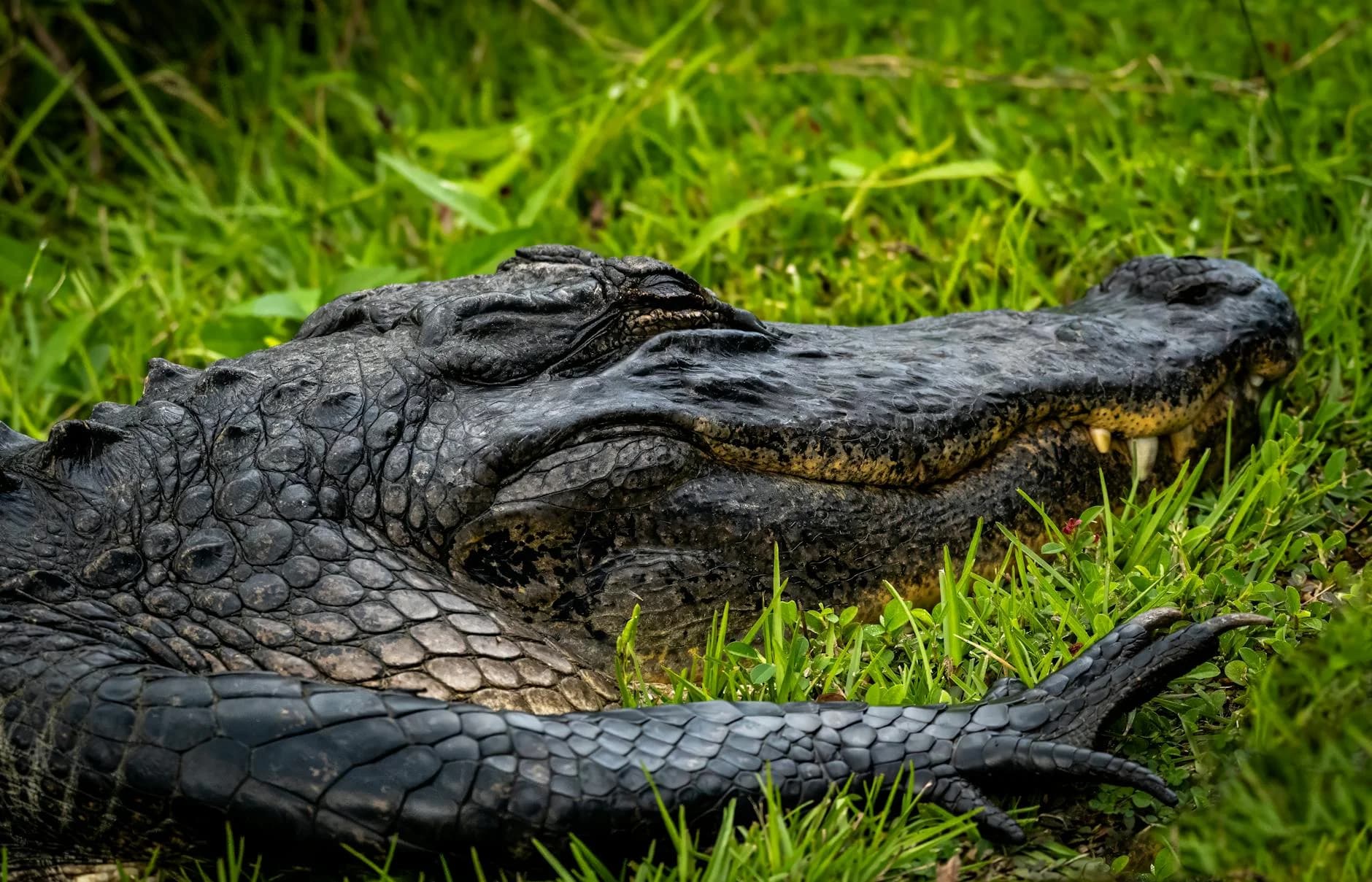 Detailed Capture Of An Alligator Loungin 3