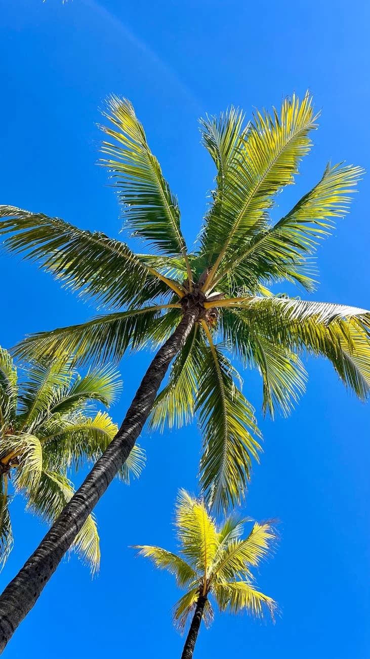 Lush Coconut Palm Trees On A Sunny Day A 3