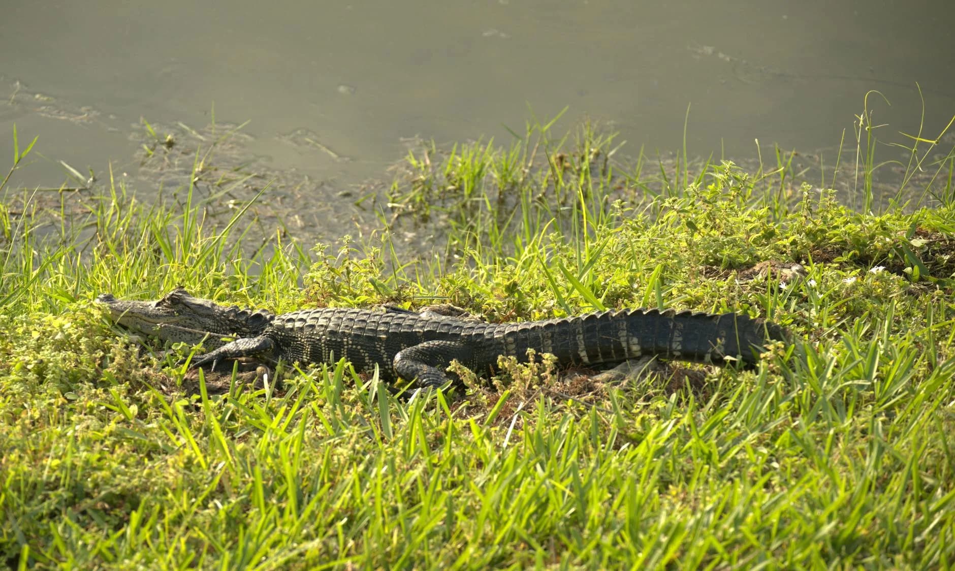 American Alligator Basking In Bonita Spr 3