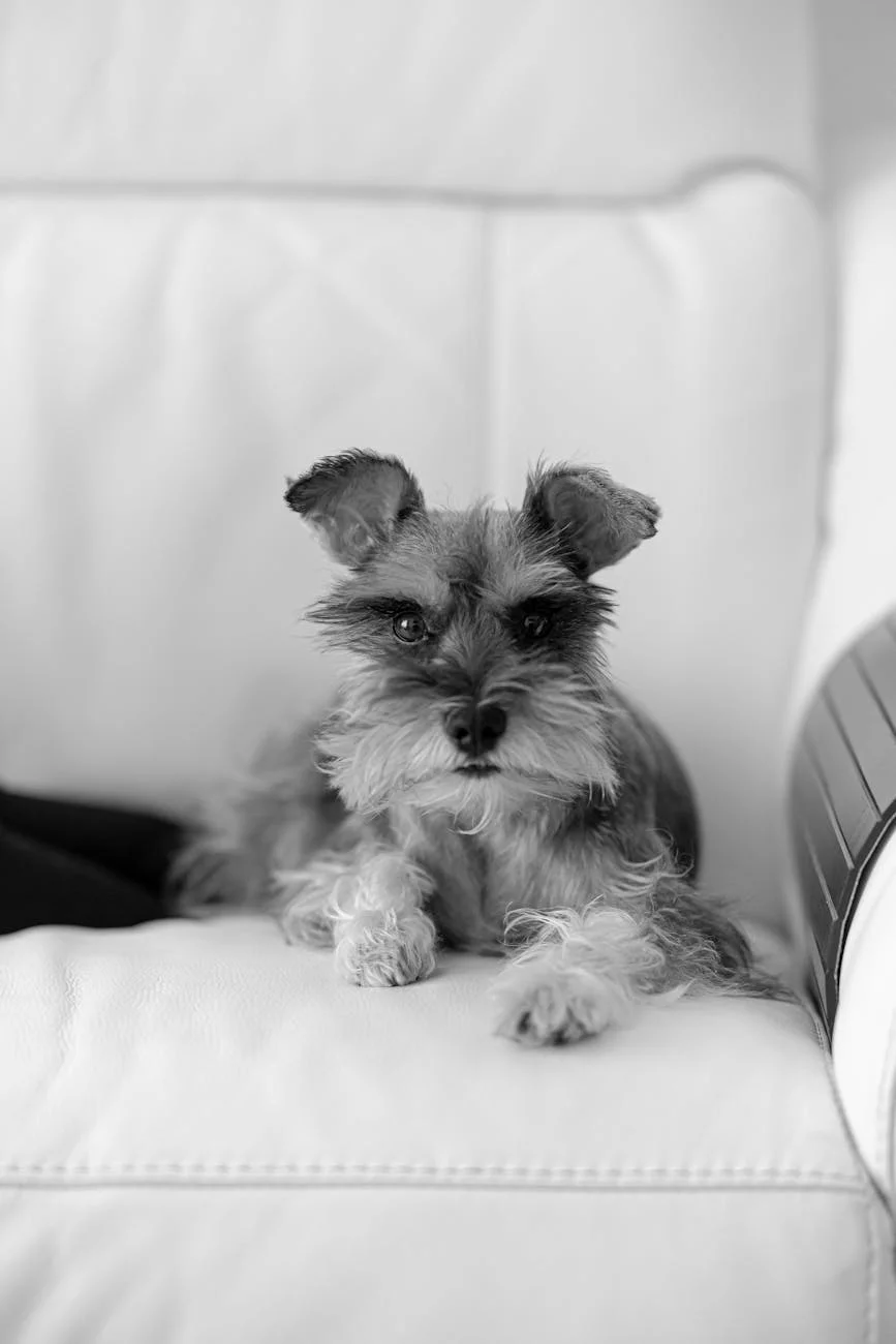 Charming Black And White Image Of A Terr 2