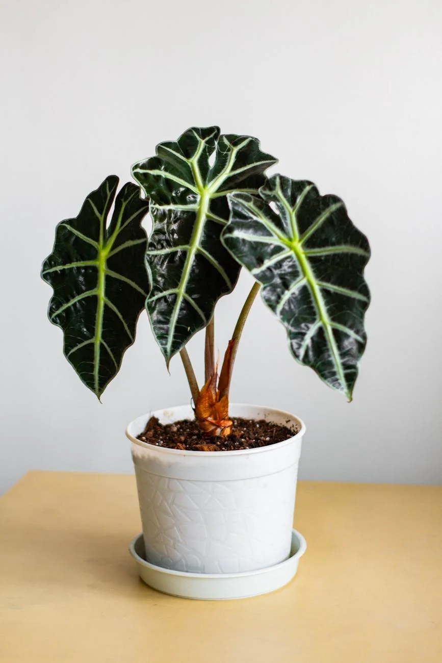 Exuberante planta Alocasia Polly en una maceta decorativa