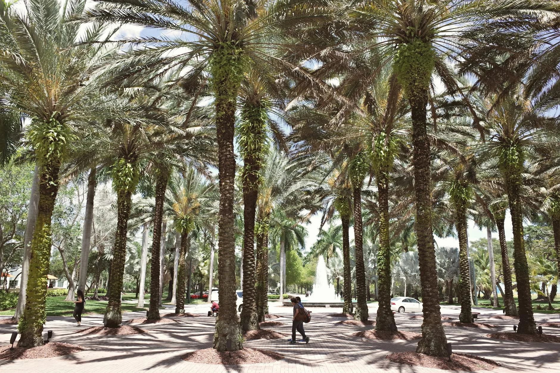 A Picturesque View Of Palm Trees Along A 3