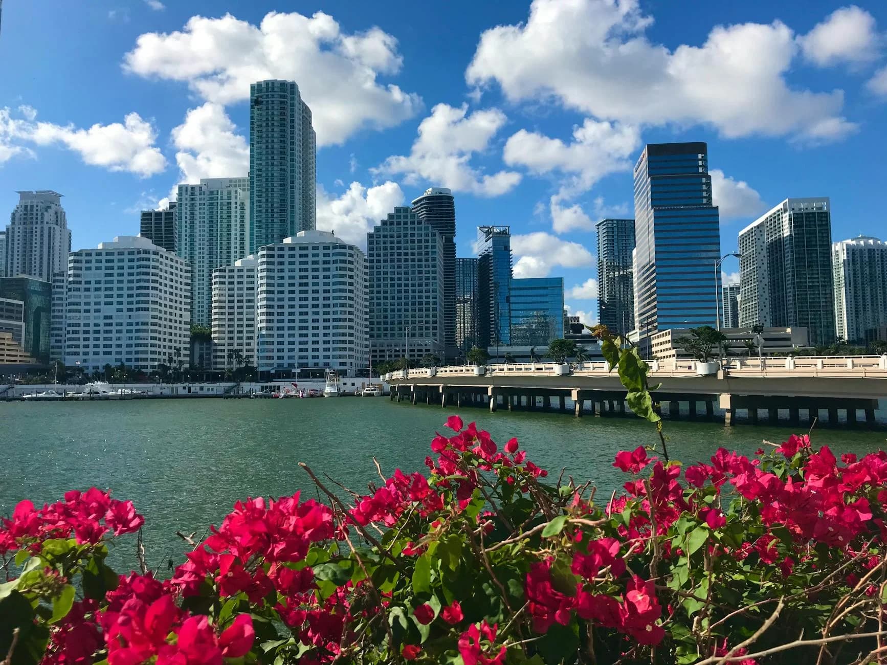 Vibrant Miami Skyline With Lush Bougainv 4