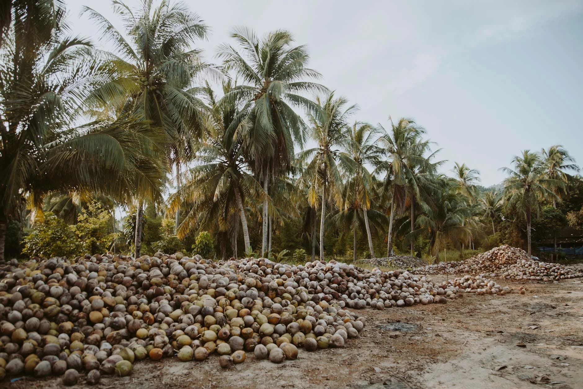 A Serene Landscape Of A Coconut Grove Wi 1
