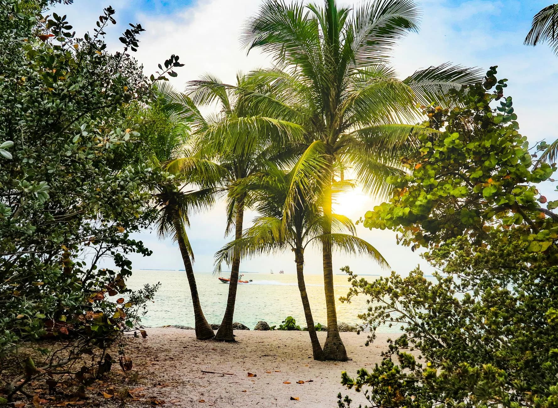 Embrace The Serenity Of A Tropical Sunse 4