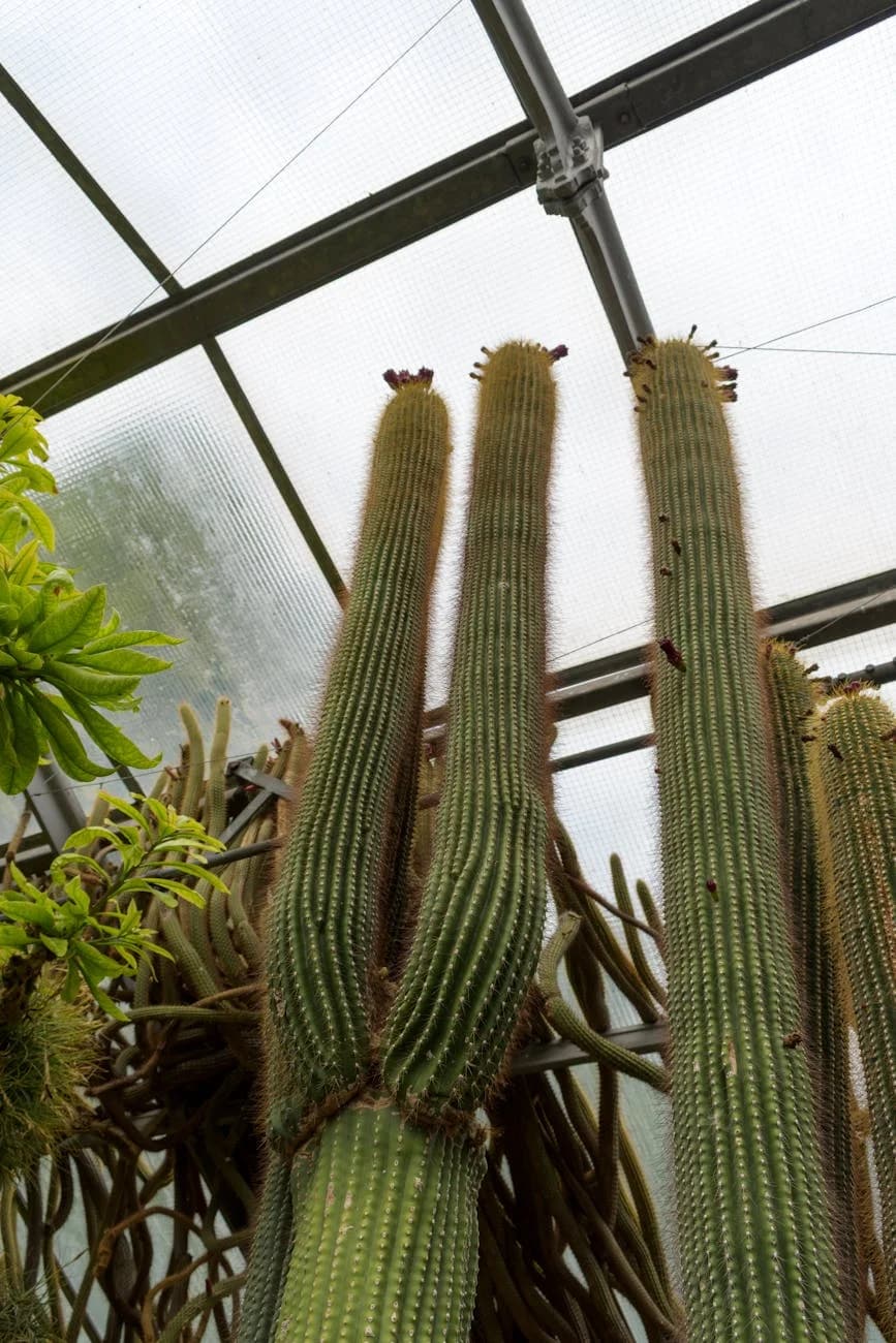 6 Indoor Plants Perfect for South Florida