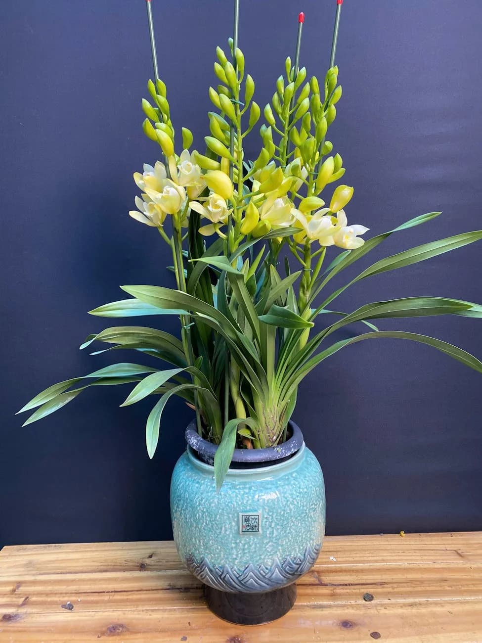 Vibrant Yellow Cymbidium Orchids In An O 1