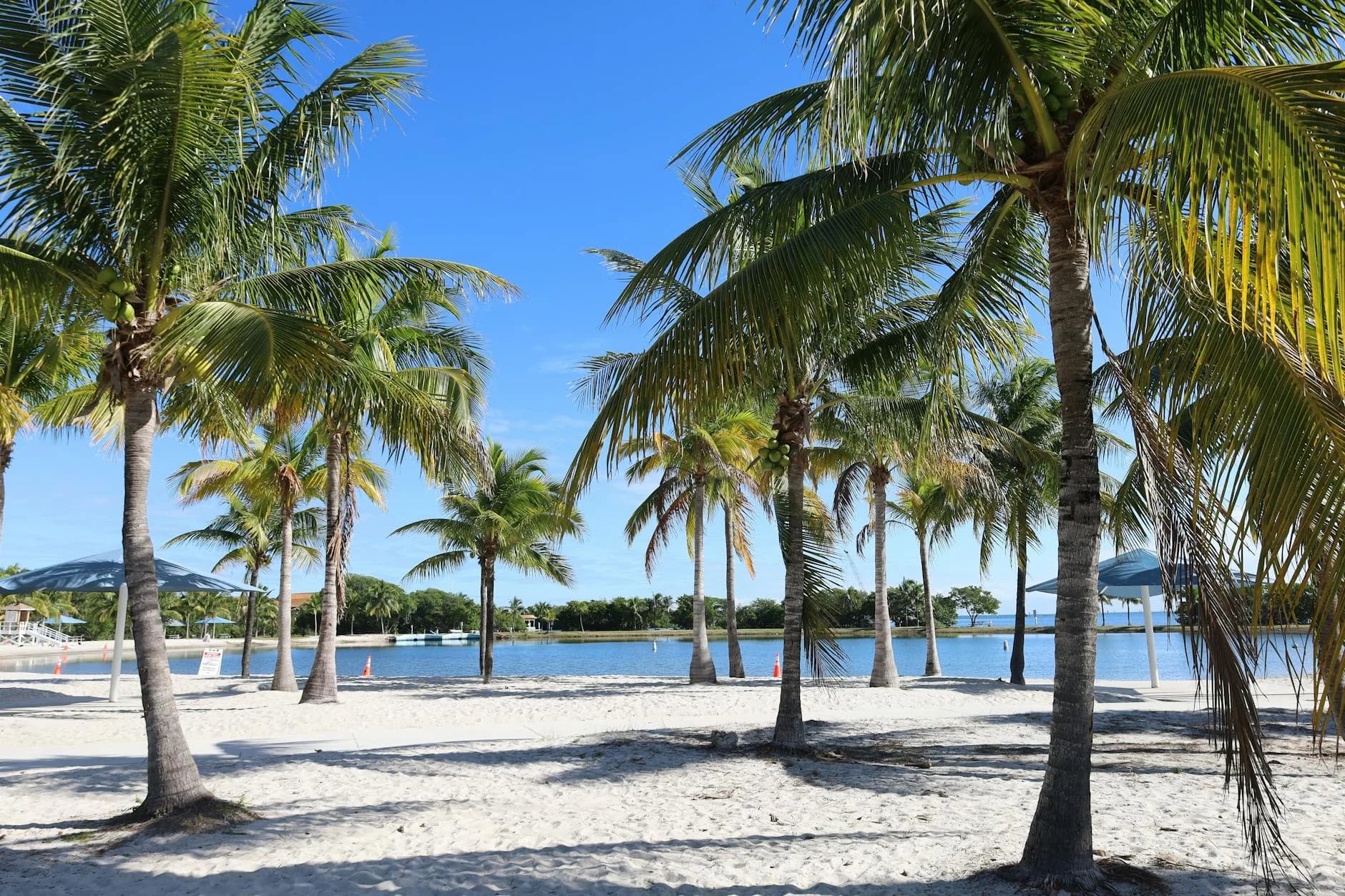 Loc A Serene Beach With Palm Trees And Blue 1