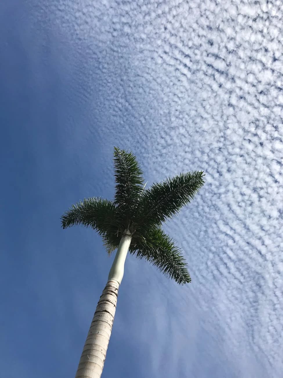 Loc A Tall Palm Tree Reaches Toward The Blue 1